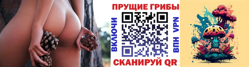 Галлюциногенные грибы MAGIC MUSHROOMS где купить наркоту Каменногорск